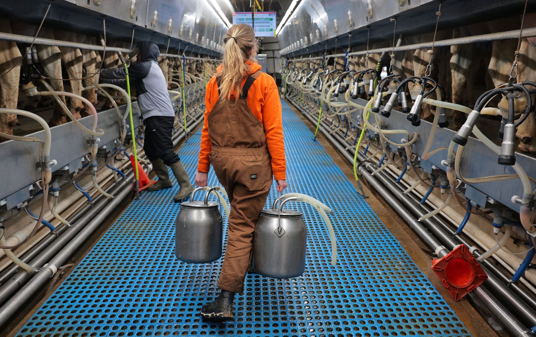 Milk flowing at Riegel Dairy in Washington